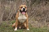 AMSTAFF ADULT 355